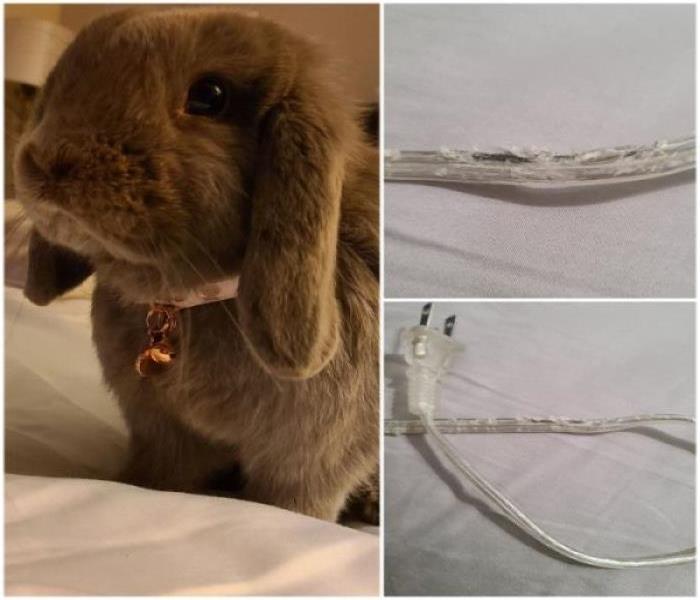 gray bunny with a chewed clear wire next to it
