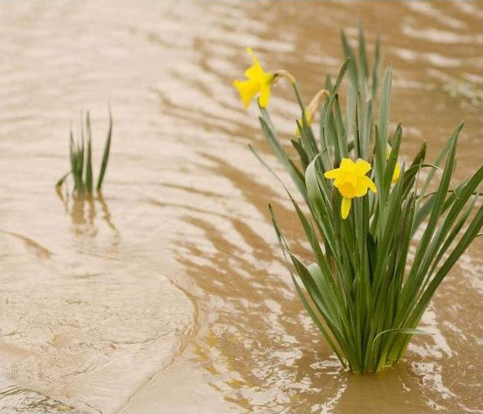 flood water with yellow flowers at the top 
