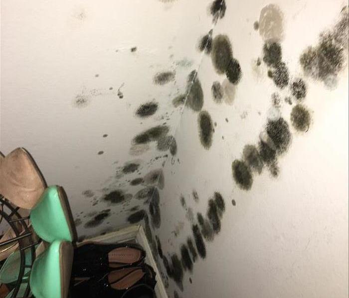Could it be mold?